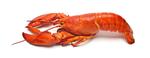 Can Dogs Eat Lobster? - Too Much Fat?