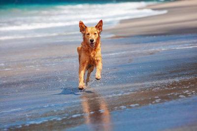 picture of good doggy running on a beach