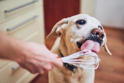 picture of dog licking wisk