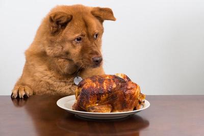 picture of dog with chicken