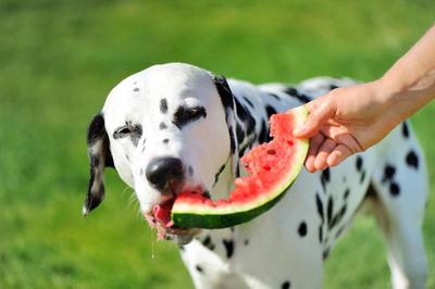 picture of dog eating some fresh water melon