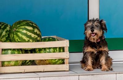 picture of dog with watermelon crate