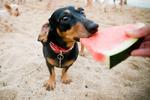  🍉 Can Dogs Eat Watermelon - Ultimate Guide
