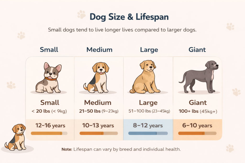 dog size comparison showing lifespan differences between small and large dogs