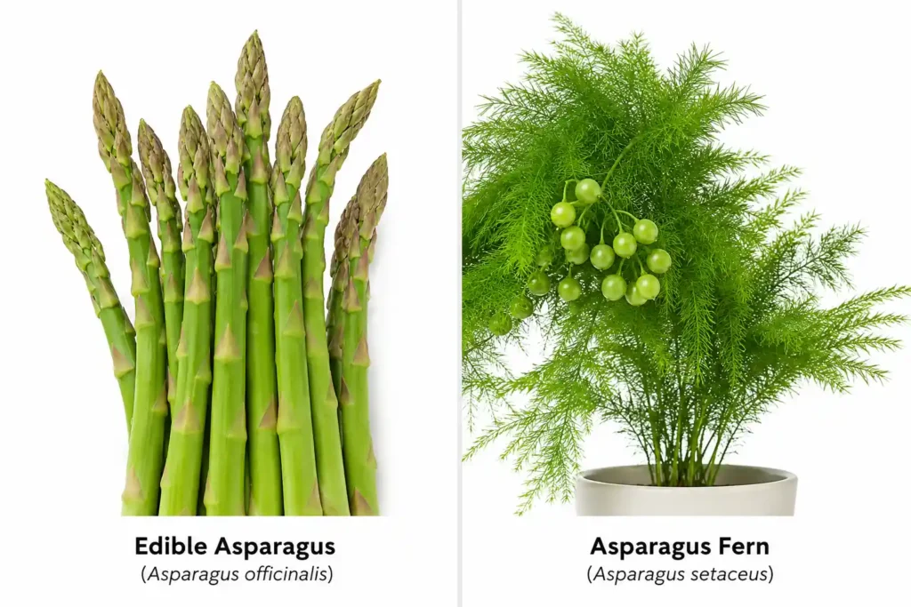 Comparison between edible asparagus and toxic asparagus fern