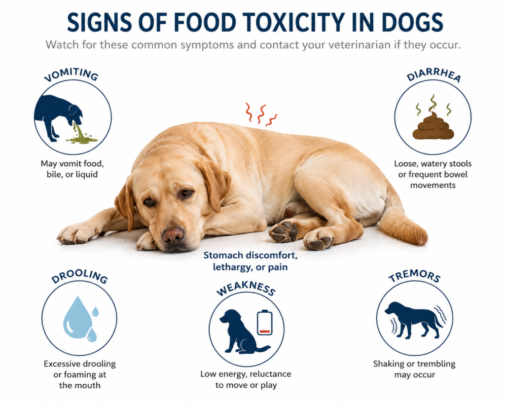 Dog showing possible symptoms after eating unsafe potatoes