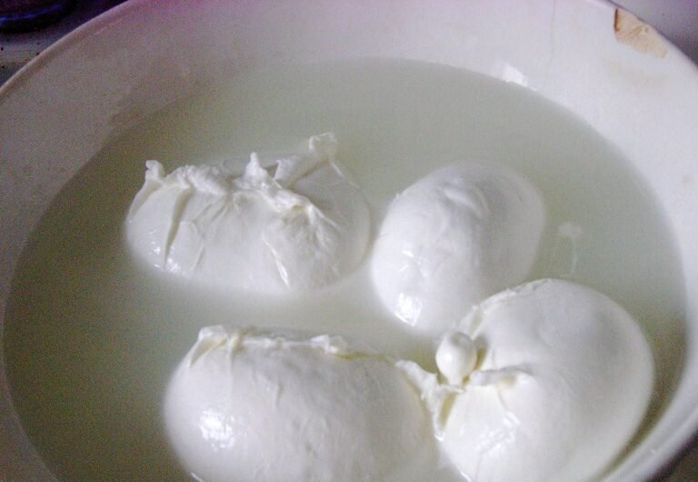 Illustration of mozzarella cheese for Dog Eat Guide feeding safety article