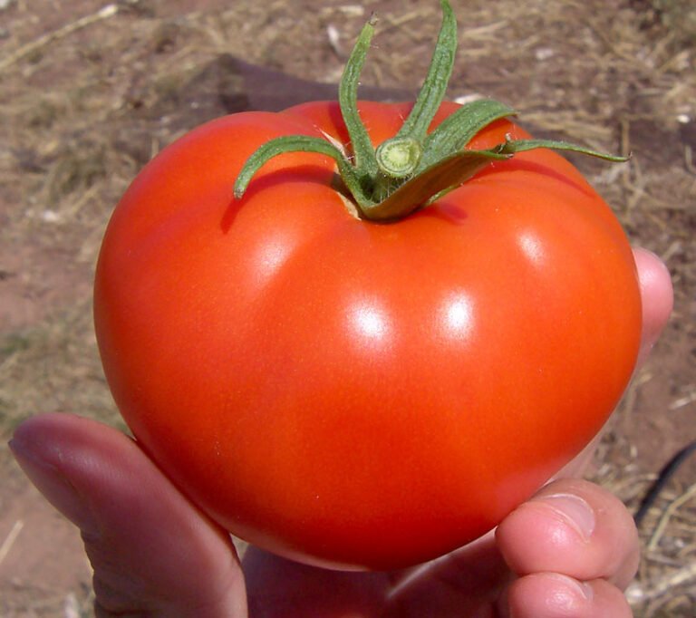 Food photo of tomato illustrating dog feeding safety